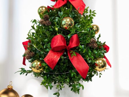 Boxwood Tree on Sale