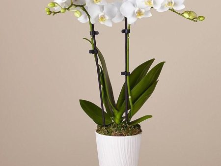 White Phalaenopsis Orchid Online