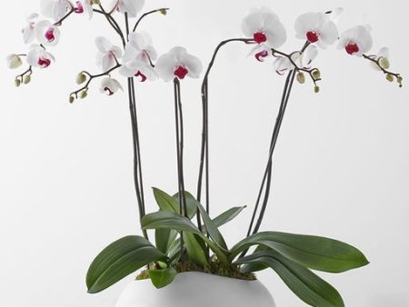 Deluxe Orchid Planter For Sale