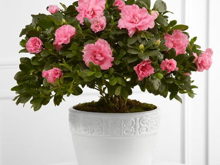 Vibrant Sympathy Planter For Discount