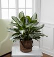 Chinese Evergreen Online now