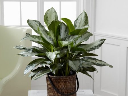 Chinese Evergreen Online now