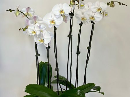 Premium Orchid Planter Cheap