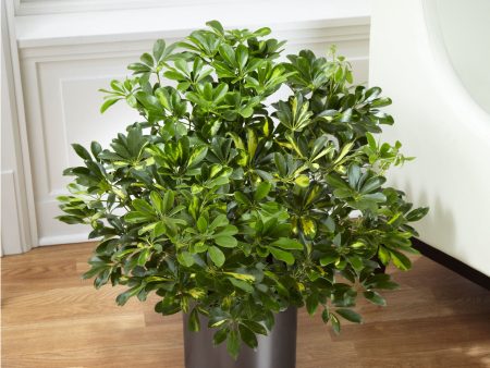 Schefflera Arboricola Online Sale