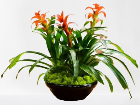 Triple Bromeliad Planter Online Hot Sale