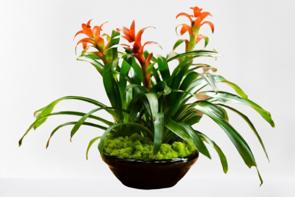 Triple Bromeliad Planter Online Hot Sale