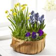 The Spring Blooms Bulb Basket Online Hot Sale