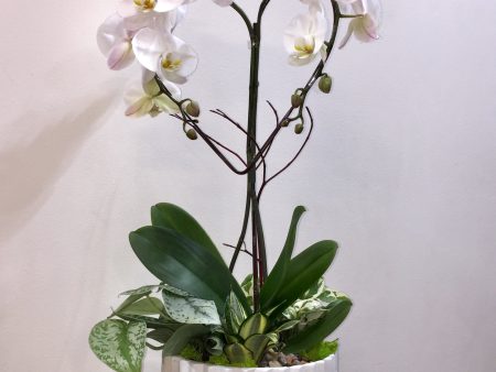 Orchid Heart Planter Supply