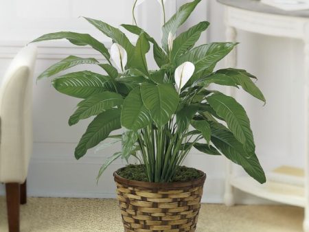 Spathiphyllum Supply