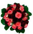 40 Red Pink Roses Online