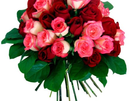 40 Red Pink Roses Online