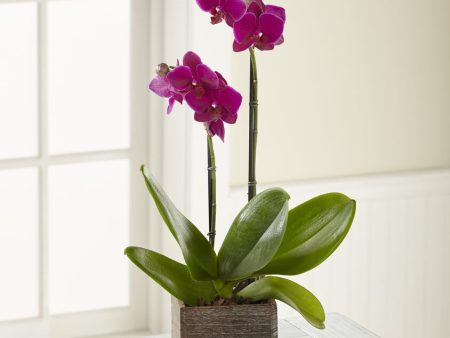 Fuchsia Phalaenopsis Orchid on Sale