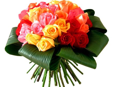 Rainbow roses Supply