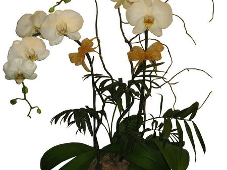 White Orchid Hot on Sale